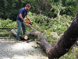 Best Tree Preservation Services  in Kimberly, ID