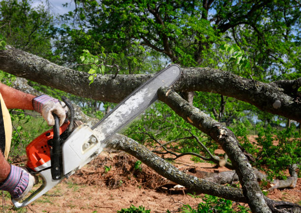 Best Stump Grinding and Removal  in Kimberly, ID